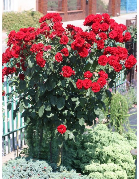 czerwone roze pienne andersen