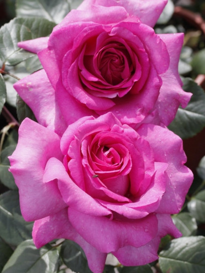 CHATONNE róża wielkokwiatowa