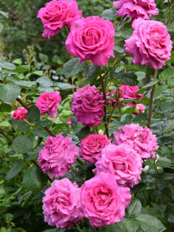 CHATONNE róża wielkokwiatowa 2