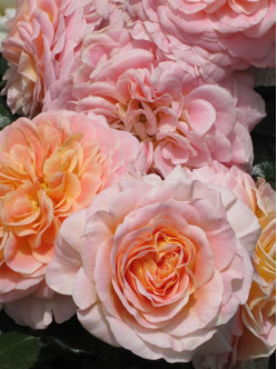 CONCERTO® róża parkowa