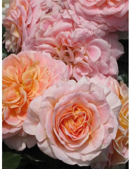 CONCERTO® róża parkowa