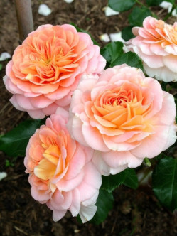 CONCERTO® róża parkowa 2