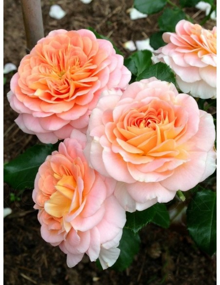 CONCERTO® róża parkowa