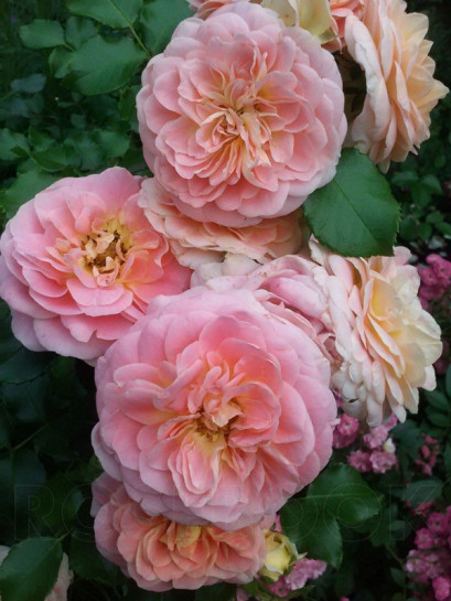 CONCERTO® róża parkowa