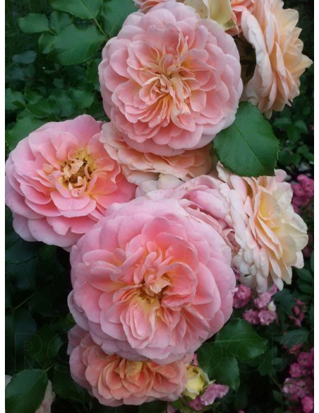 CONCERTO® róża parkowa