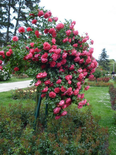 róża rosarium wysokopienna różowa