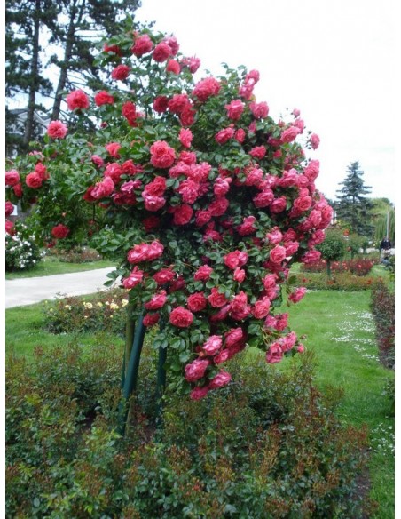 róża rosarium wysokopienna różowa