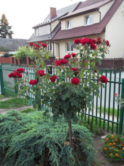 czerwone roze pienne andersen 2