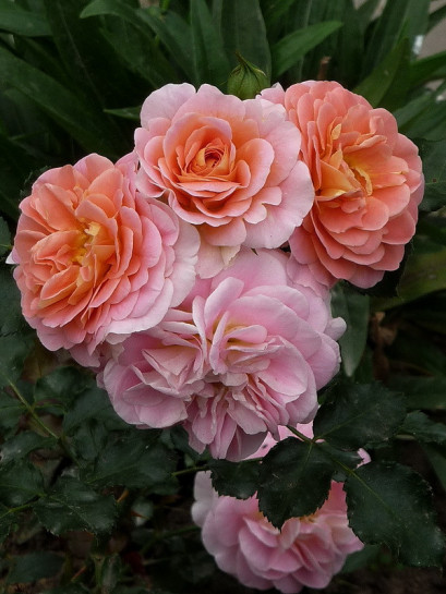 CONCERTO® róża parkowa