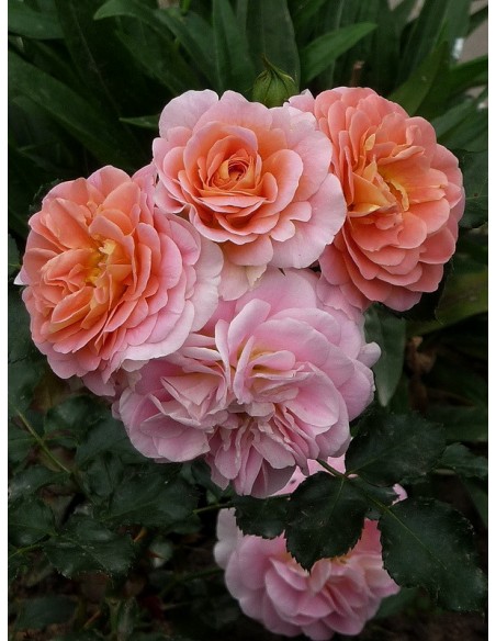 CONCERTO® róża parkowa