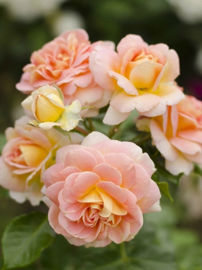 CONCERTO® róża parkowa