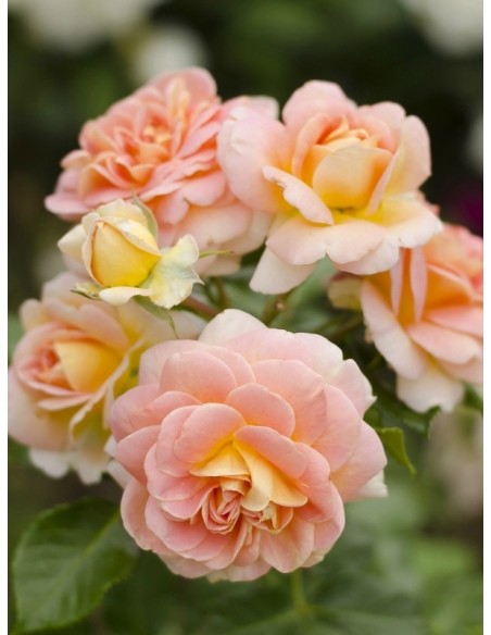 CONCERTO® róża parkowa