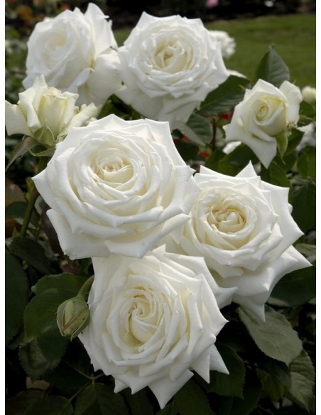 JAN PAWEŁ II róża wielkokwiatowa