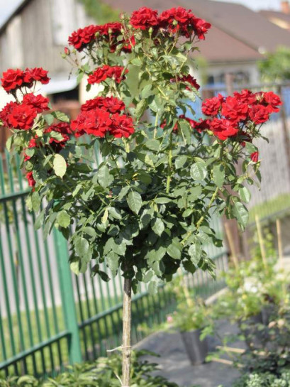 czerwone róże pienne andersen