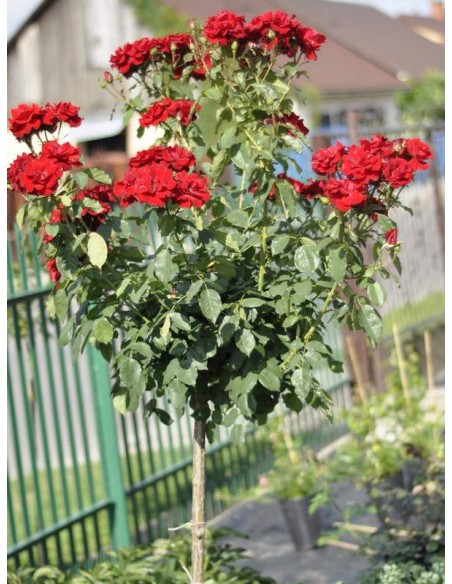 czerwone róże pienne andersen