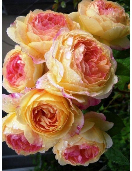 ROSOMANE JANON róża parkowa