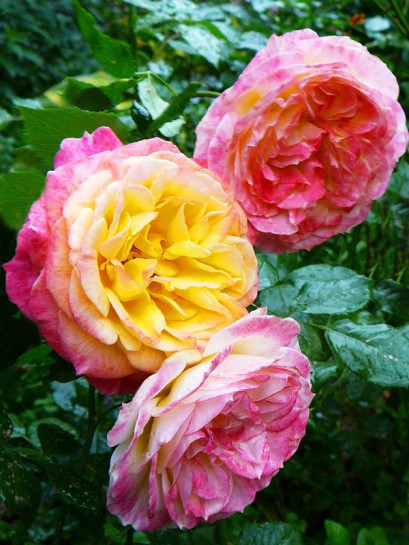 ROSOMANE JANON róża parkowa