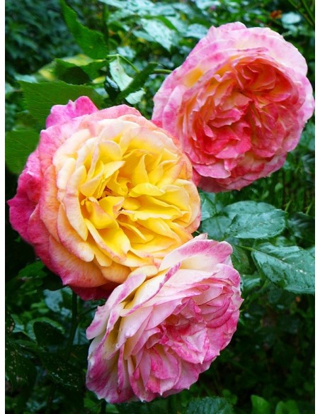 ROSOMANE JANON róża parkowa