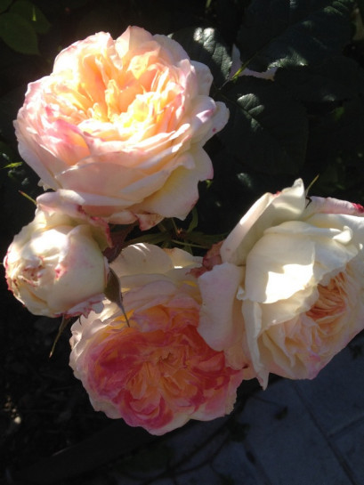 ROSOMANE JANON róża parkowa