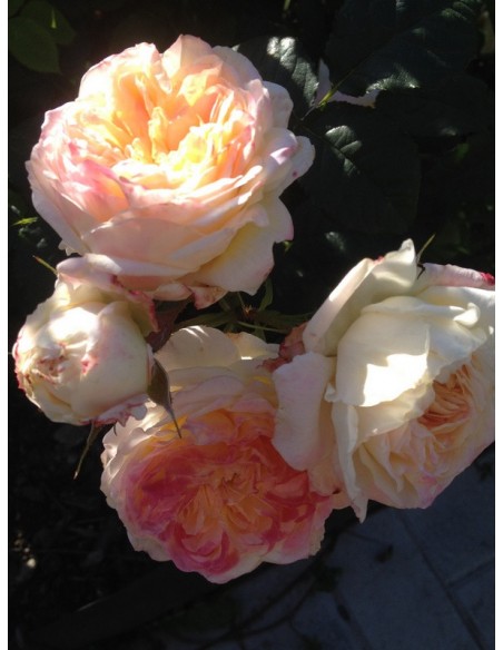 ROSOMANE JANON róża parkowa