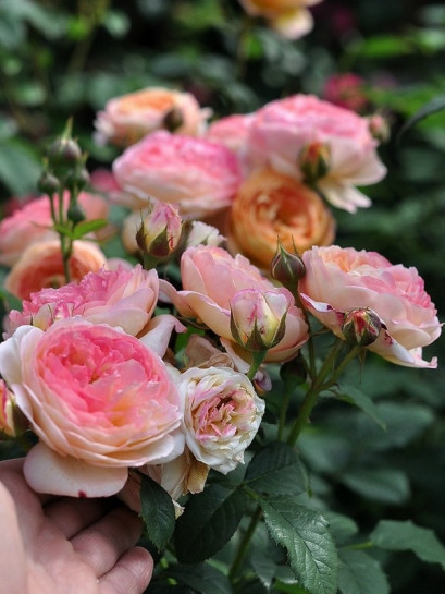 ROSOMANE JANON róża parkowa