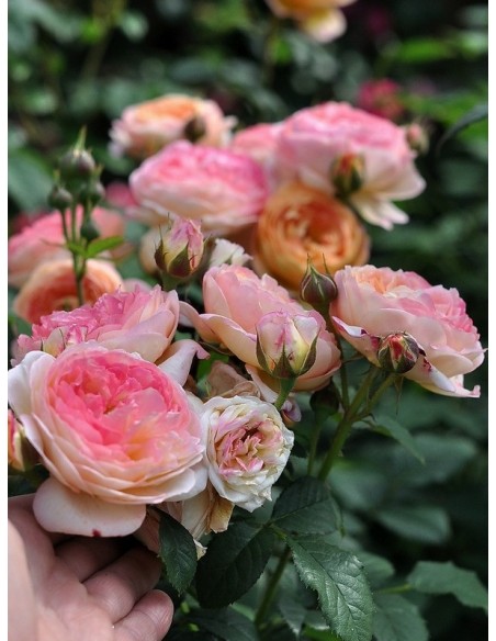 ROSOMANE JANON róża parkowa