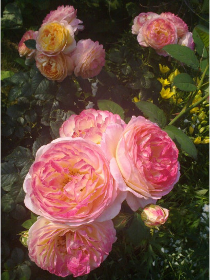 ROSOMANE JANON róża parkowa