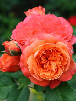 EMILIEN GUILLOT róża parkowa