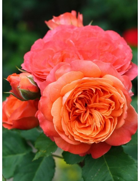 EMILIEN GUILLOT róża parkowa