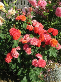 EMILIEN GUILLOT róża parkowa 2