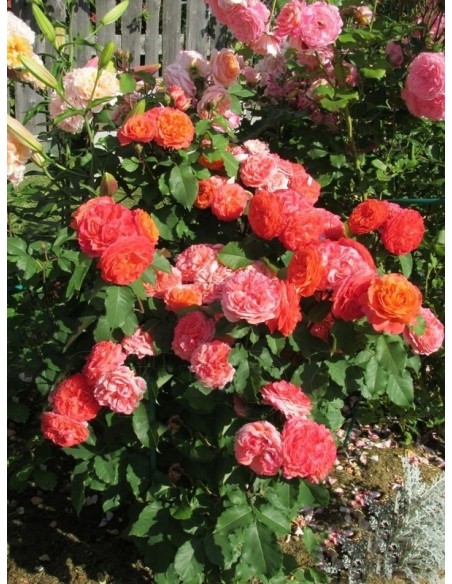 EMILIEN GUILLOT róża parkowa