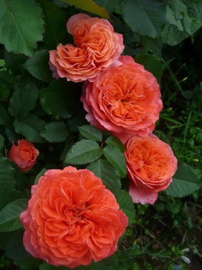 EMILIEN GUILLOT róża parkowa