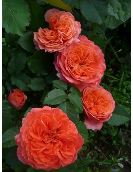 EMILIEN GUILLOT róża parkowa