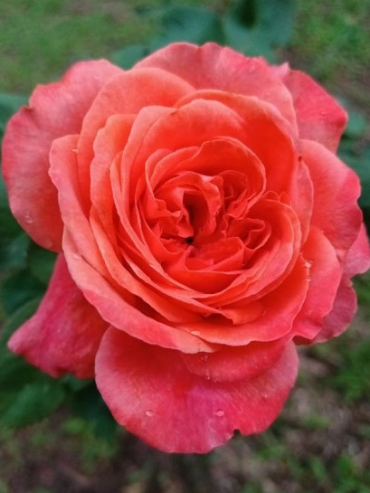 EMILIEN GUILLOT róża parkowa