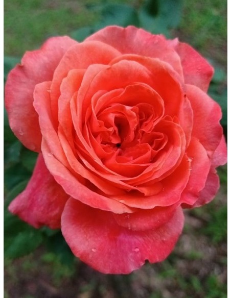 EMILIEN GUILLOT róża parkowa