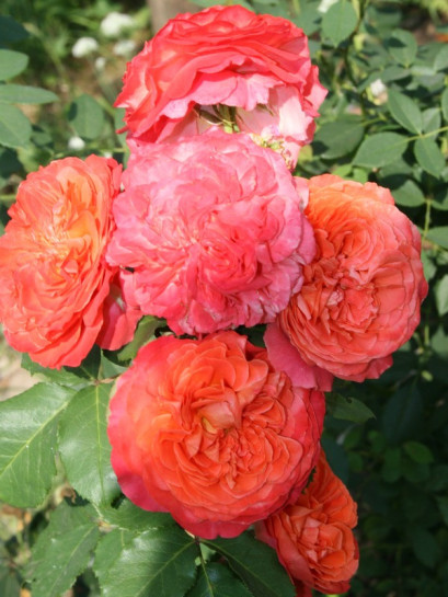 EMILIEN GUILLOT róża parkowa