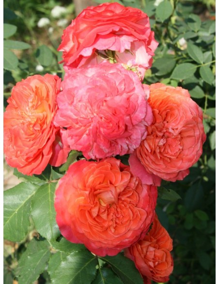 EMILIEN GUILLOT róża parkowa