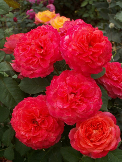 EMILIEN GUILLOT róża parkowa