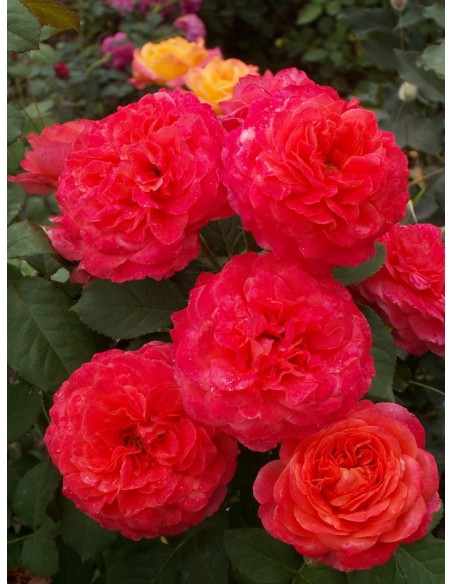 EMILIEN GUILLOT róża parkowa