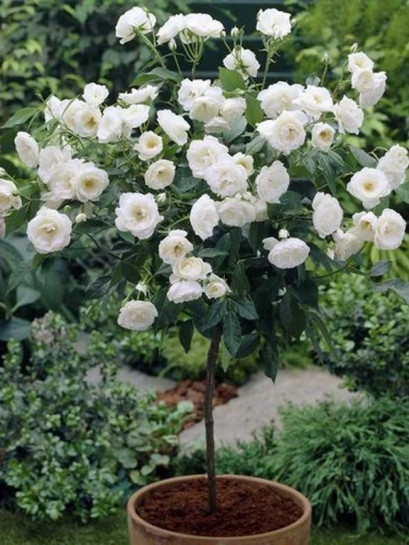 SCHNEEWITTCHEN® pienna róża