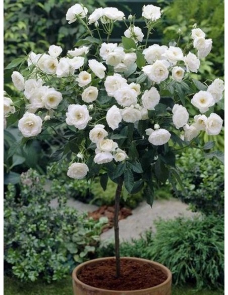 SCHNEEWITTCHEN® pienna róża