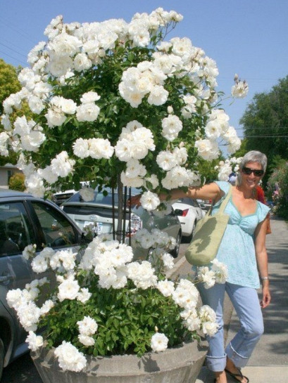 SCHNEEWITTCHEN® pienna róża