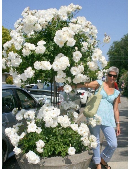 SCHNEEWITTCHEN® pienna róża