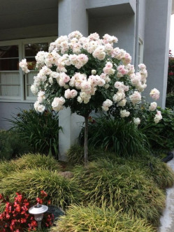 Ice Wind róze pienne 2