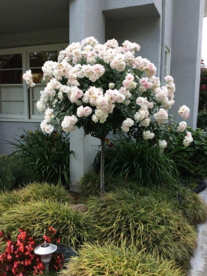 SCHNEEWITTCHEN® pienna róża