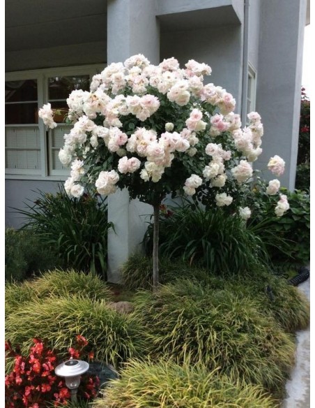 SCHNEEWITTCHEN® pienna róża