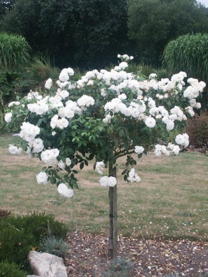 SCHNEEWITTCHEN® pienna róża