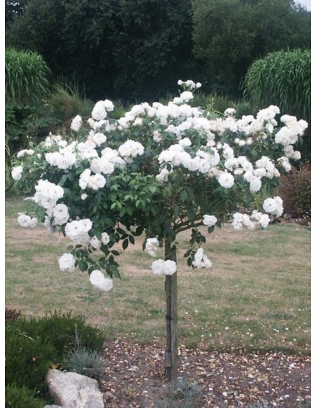 SCHNEEWITTCHEN® pienna róża