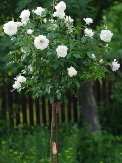 SCHNEEWITTCHEN® pienna róża