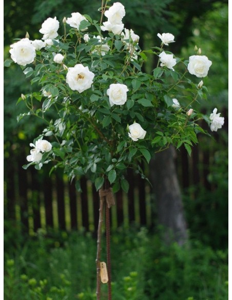 SCHNEEWITTCHEN® pienna róża